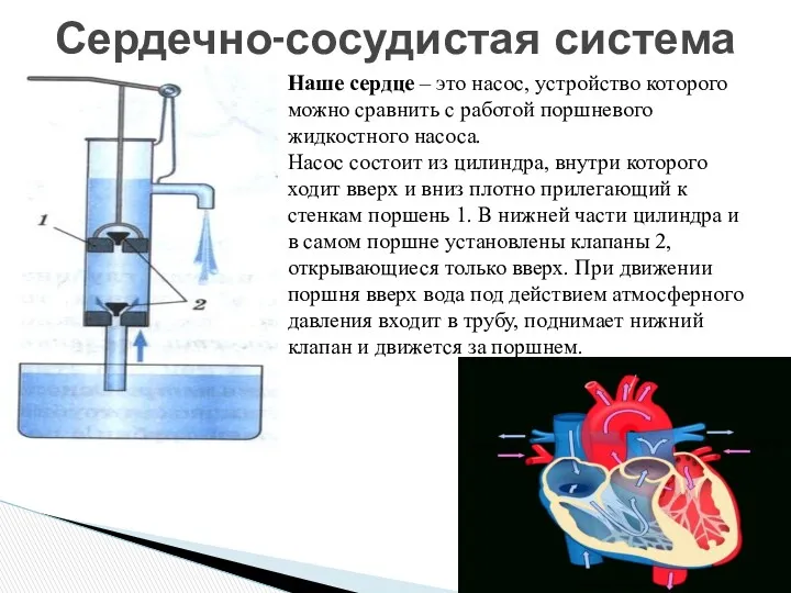 Сердечно-сосудистая система Наше сердце – это насос, устройство которого можно