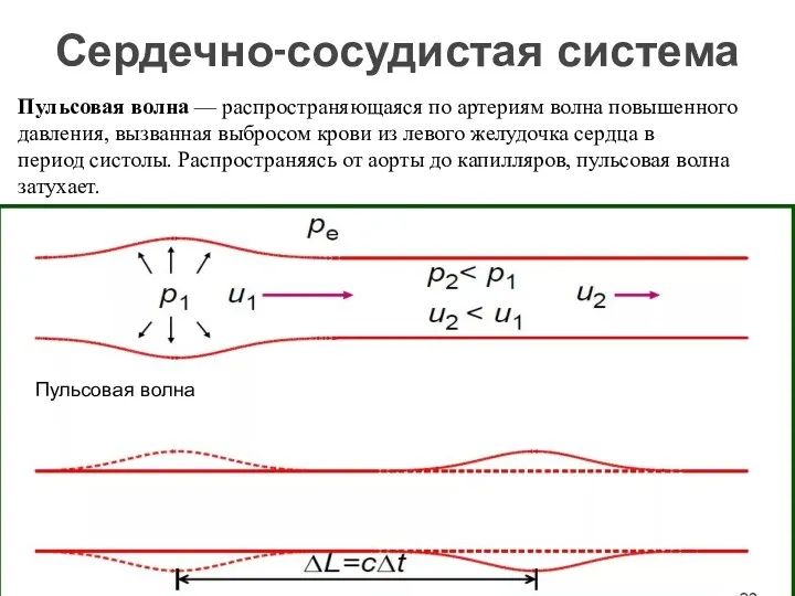 Сердечно-сосудистая система Пульсовая волна — распространяющаяся по артериям волна повышенного