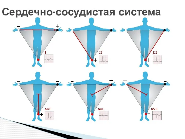 Сердечно-сосудистая система