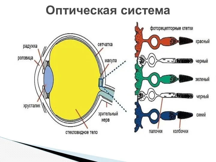 Оптическая система