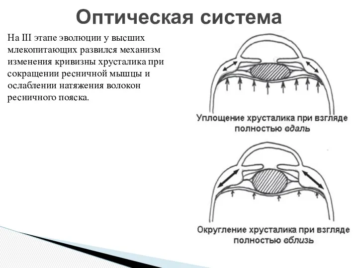 На III этапе эволюции у высших млекопитающих развился механизм изменения