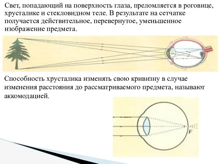 Свет, попадающий на поверхность глаза, преломляется в роговице, хрусталике и