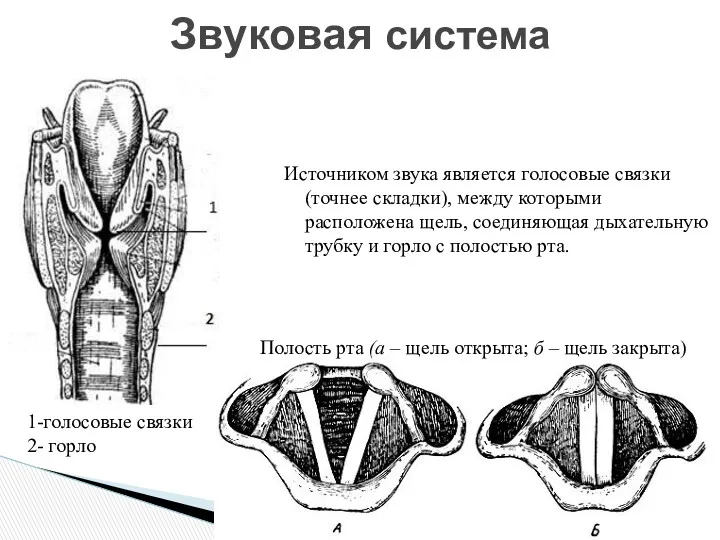 Источником звука является голосовые связки (точнее складки), между которыми расположена