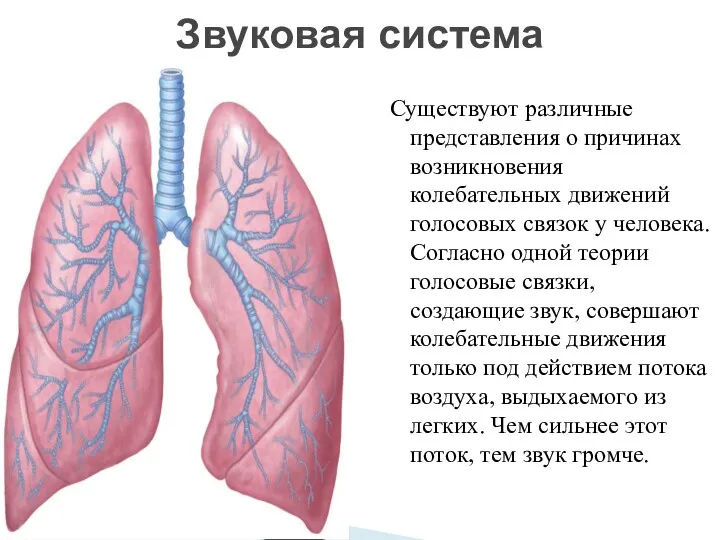 Существуют различные представления о причинах возникновения колебательных движений голосовых связок