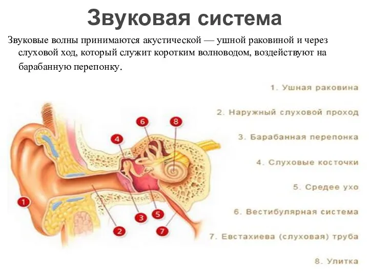 Звуковые волны принимаются акустической — ушной раковиной и через слуховой