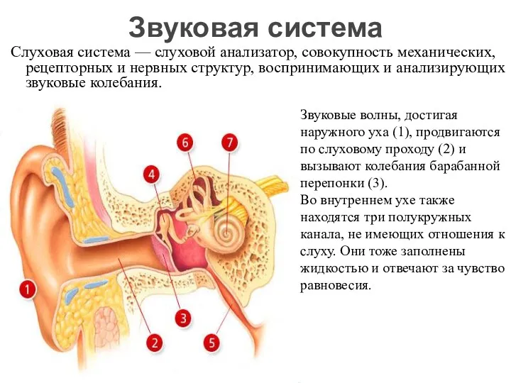 Слуховая система — слуховой анализатор, совокупность механических, рецепторных и нервных