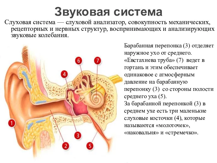 Слуховая система — слуховой анализатор, совокупность механических, рецепторных и нервных