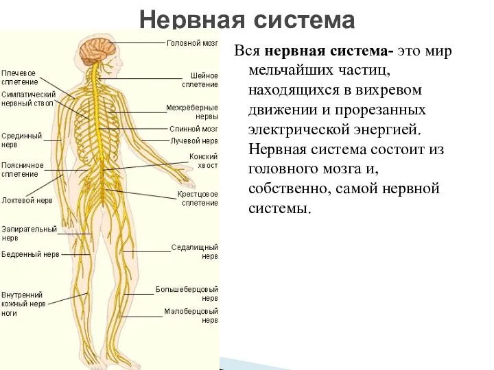 Вся нервная система- это мир мельчайших частиц, находящихся в вихревом