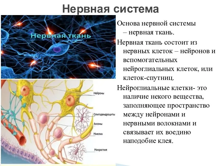 Основа нервной системы – нервная ткань. Нервная ткань состоит из