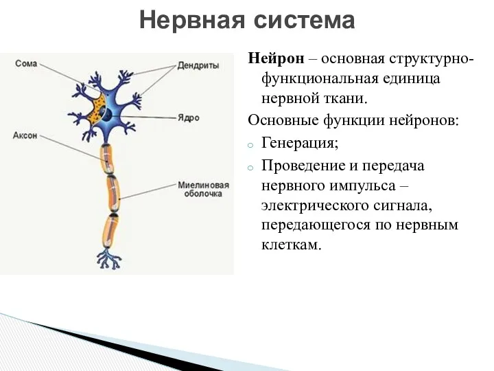 Нейрон – основная структурно-функциональная единица нервной ткани. Основные функции нейронов: