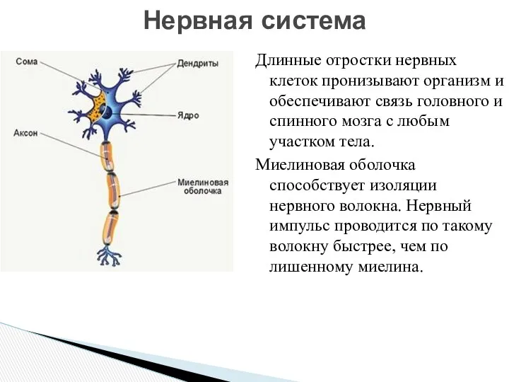 Длинные отростки нервных клеток пронизывают организм и обеспечивают связь головного