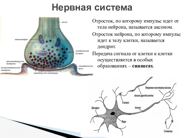 Отросток, по которому импульс идет от тела нейрона, называется аксоном.