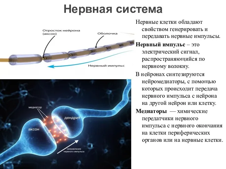 Нервные клетки обладают свойством генерировать и передавать нервные импульсы. Нервный