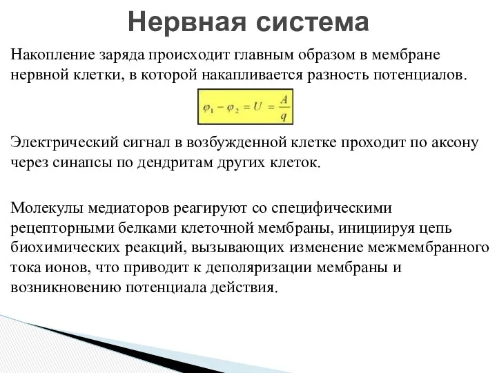 Накопление заряда происходит главным образом в мембране нервной клетки, в