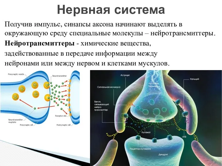 Получив импульс, синапсы аксона начинают выделять в окружающую среду специальные