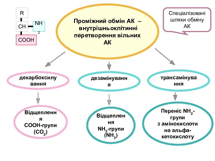 Проміжний обмін АК – внутрішньоклітинні перетворення вільних АК декарбоксилування Відщеплення