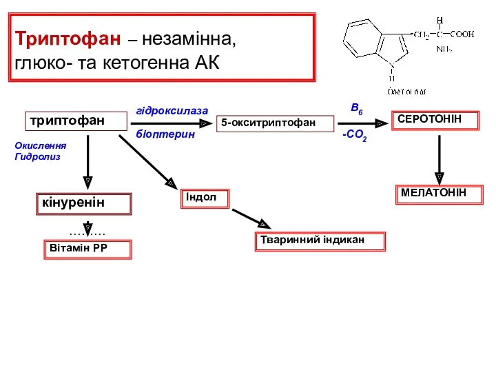 Триптофан – незамінна, глюко- та кетогенна АК біоптерин гідроксилаза 5-окситриптофан