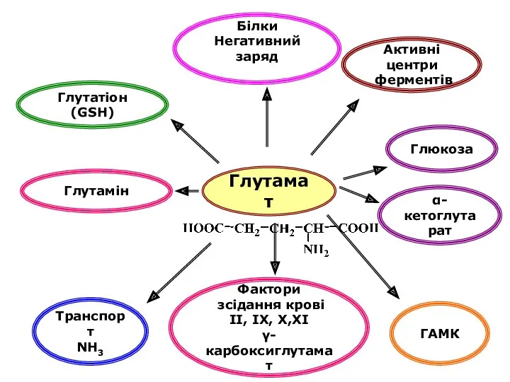 Глутамат Білки Негативний заряд Глутатіон (GSH) Фактори зсідання крові ІІ,