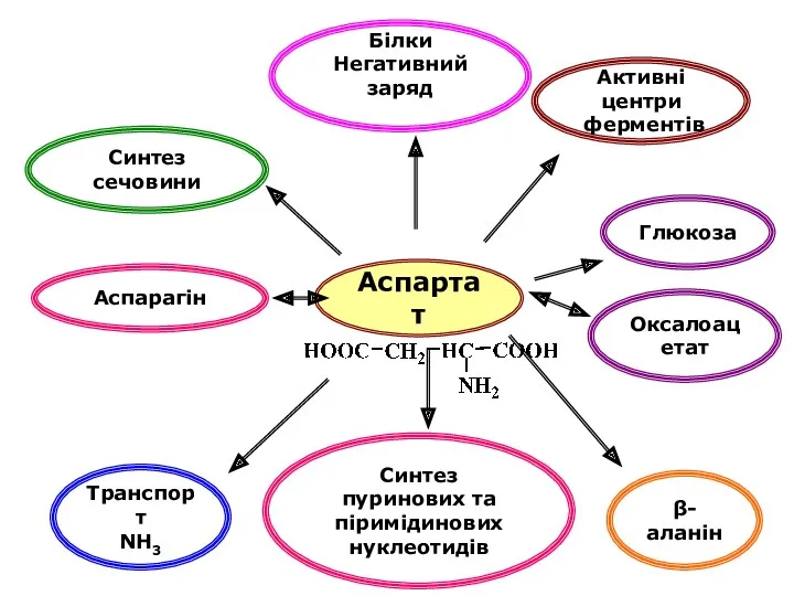 Аспартат Білки Негативний заряд Синтез сечовини Синтез пуринових та піримідинових