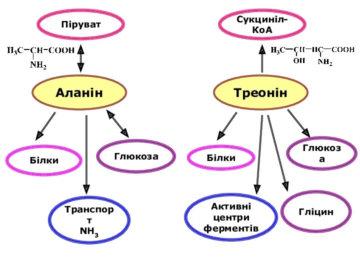 Аланін Білки Піруват Транспорт NH3 Глюкоза Треонін Білки Сукциніл-КоА Активні центри ферментів Глюкоза Гліцин