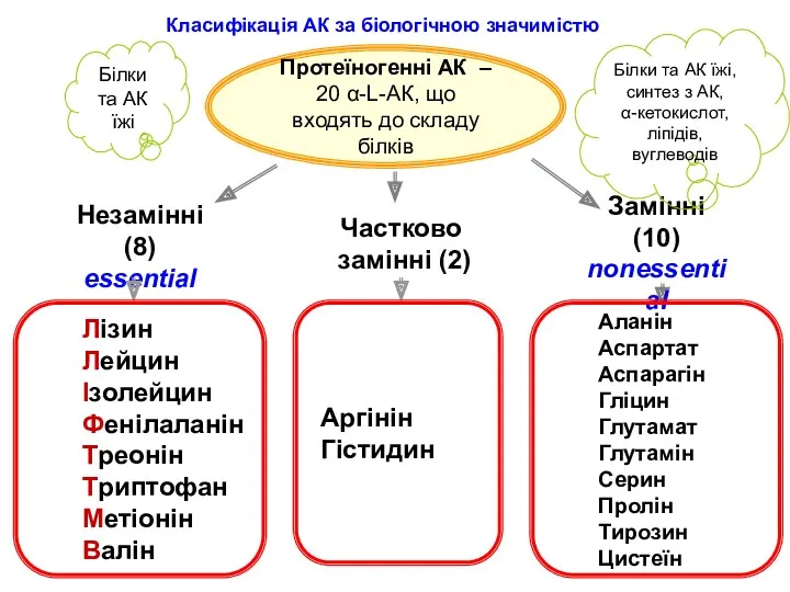 Протеїногенні АК – 20 α-L-АК, що входять до складу білків