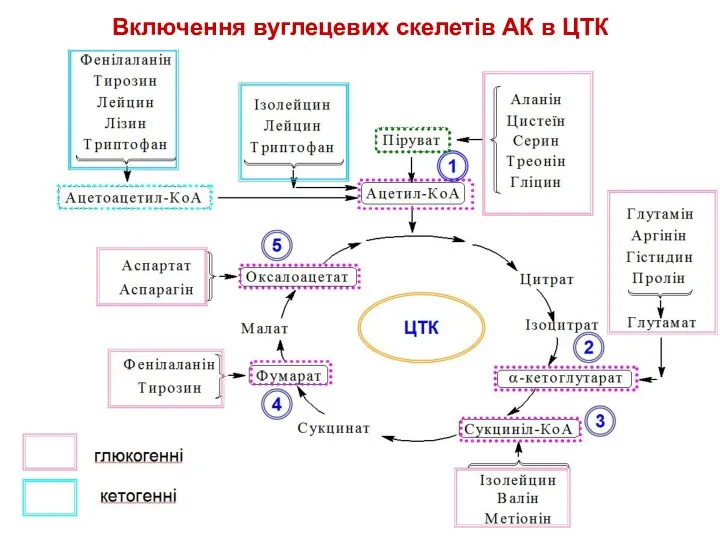 Включення вуглецевих скелетів АК в ЦТК