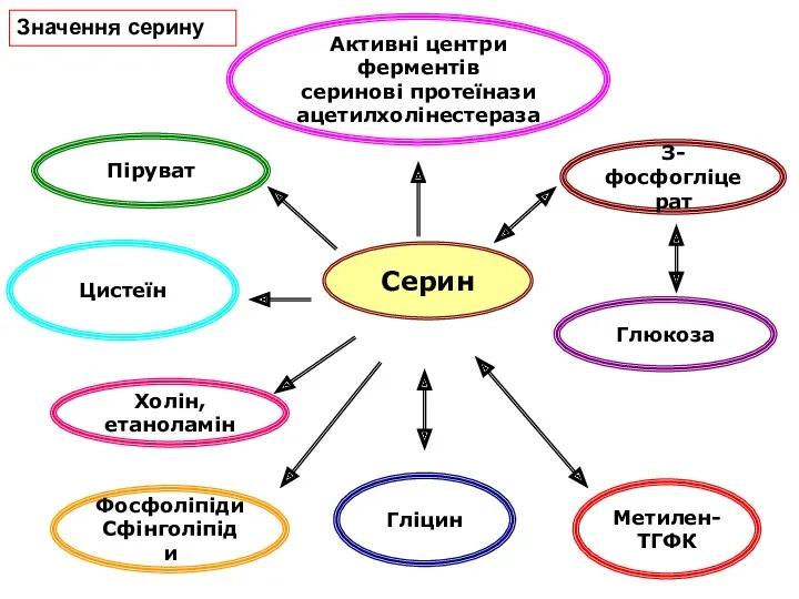 Серин Гліцин Піруват Холін, етаноламін Цистеїн З-фосфогліцерат Глюкоза Фосфоліпіди Сфінголіпіди