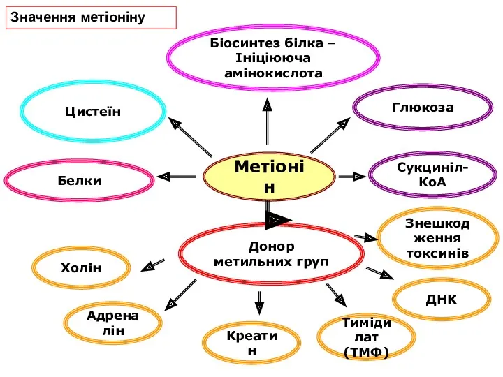 Метіонін Белки Цистеїн Глюкоза Холін Донор метильних груп Значення метіоніну