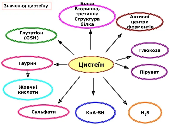 Цистеїн Білки Вторинна, третинна Структура білка Глутатіон (GSH) Таурин Жовчні