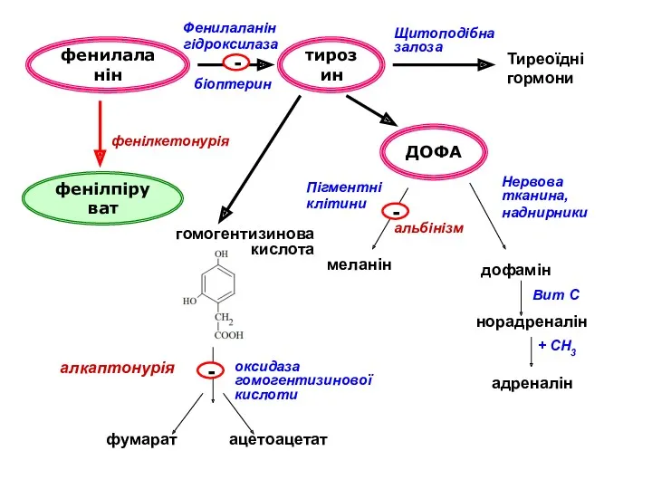 фенилаланін тирозин Тиреоїдні гормони Щитоподібна залоза ДОФА Пігментні клітини меланін