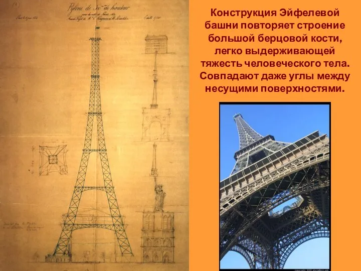 Конструкция Эйфелевой башни повторяет строение большой берцовой кости, легко выдерживающей