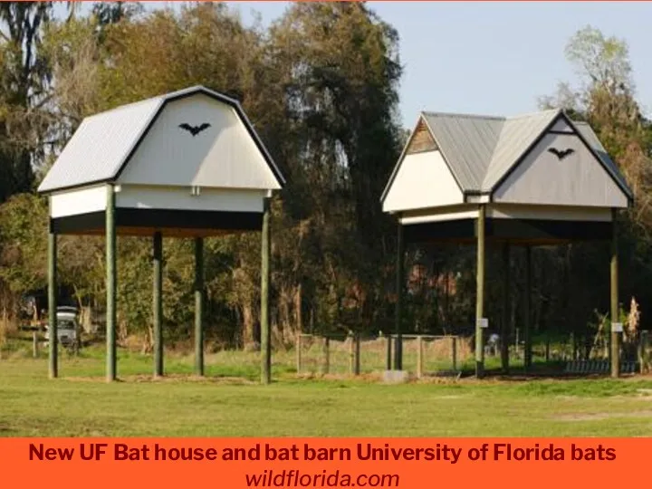 New UF Bat house and bat barn University of Florida bats wildflorida.com