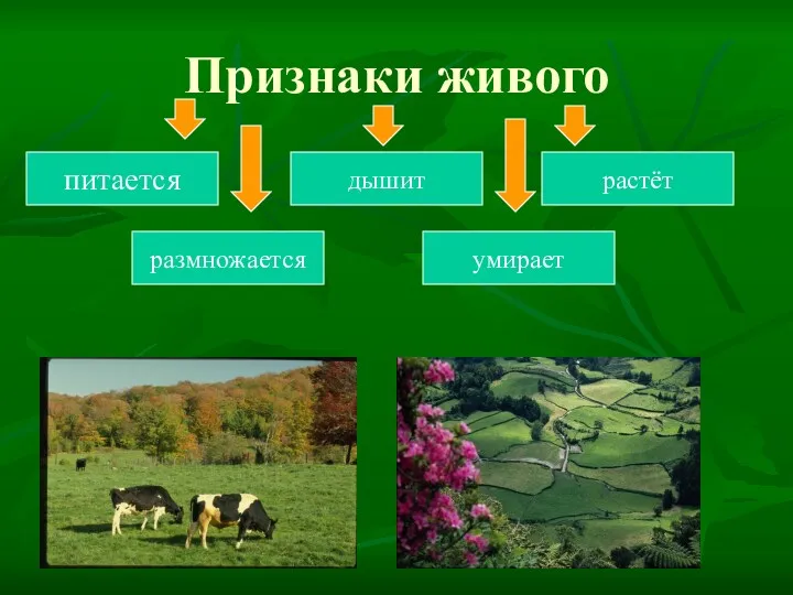 Признаки живого питается дышит растёт размножается умирает