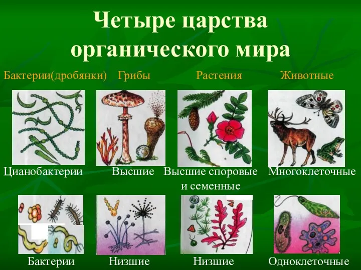 Четыре царства органического мира Бактерии(дробянки) Грибы Растения Животные Цианобактерии Высшие