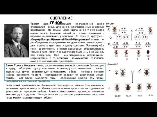 СЦЕПЛЕНИЕ ГЕНОВ Третий закон независимого наследования генов справедлив лишь для