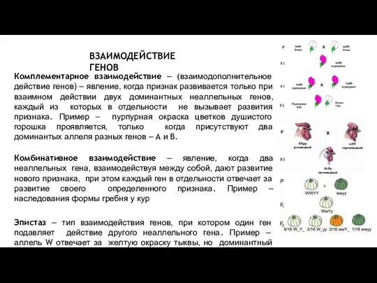 ВЗАИМОДЕЙСТВИЕ ГЕНОВ Комплементарное взаимодействие – (взаимодополнительное действие генов) – явление,