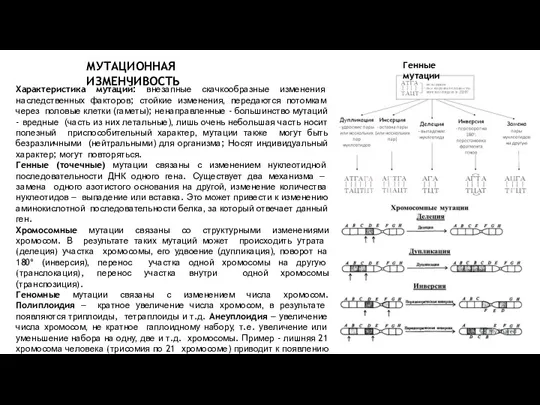 Характеристика мутаций: внезапные скачкообразные изменения наследственных факторов; стойкие изменения, передаются