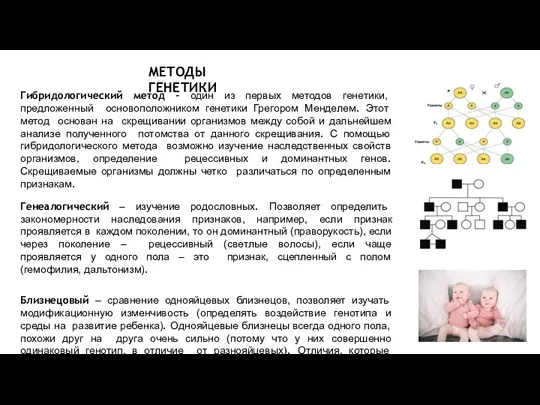 МЕТОДЫ ГЕНЕТИКИ Гибридологический метод - один из первых методов генетики,