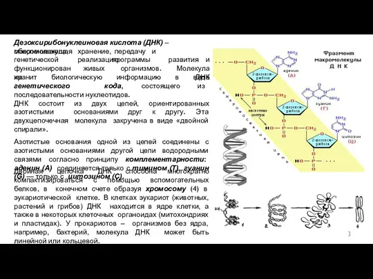 3 Двойная цепочка ДНК способна многократно компактизироваться с помощью вспомогательных