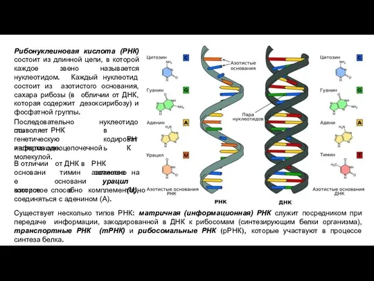 Рибонуклеиновая кислота (РНК) состоит из длинной цепи, в которой каждое