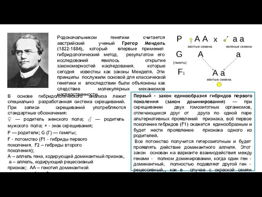 Родоначальником генетики считается австрийский ученый Грегор Мендель (1822-1884), который впервые