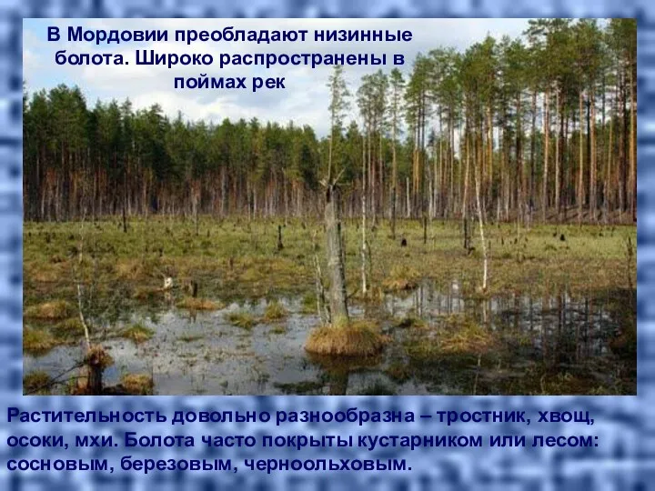 В Мордовии преобладают низинные болота. Широко распространены в поймах рек