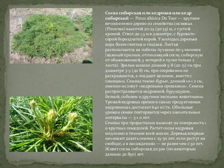 Сосна сибирская или кедровая или кедр сибирский — Pinus sibirica Du Tour —