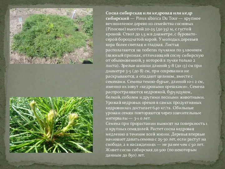 Сосна сибирская или кедровая или кедр сибирский — Pinus sibirica