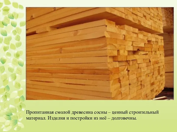 Пропитанная смолой древесина сосны – ценный строительный материал. Изделия и постройки из неё – долговечны.
