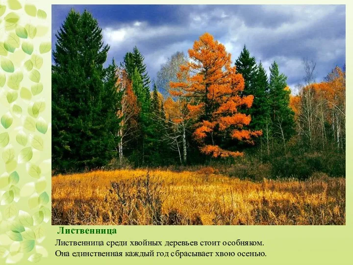 Лиственница среди хвойных деревьев стоит особняком. Она единственная каждый год сбрасывает хвою осенью. Лиственница