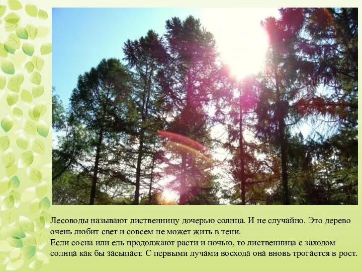 Лесоводы называют лиственницу дочерью солнца. И не случайно. Это дерево