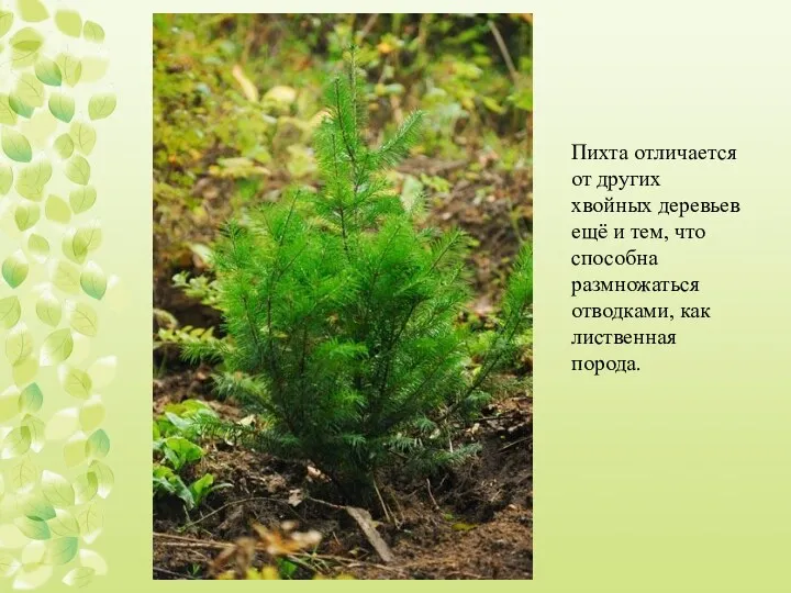 Пихта отличается от других хвойных деревьев ещё и тем, что способна размножаться отводками, как лиственная порода.
