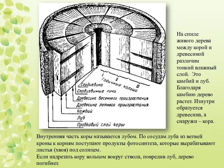 Внутренняя часть коры называется лубом. По сосудам луба из ветвей