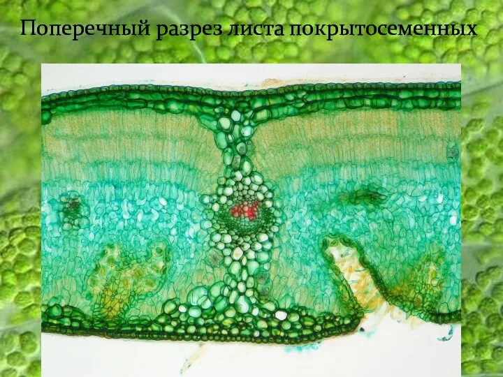 Поперечный разрез листа покрытосеменных